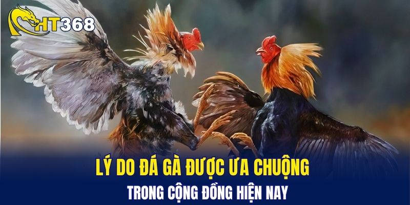 Lý do đá gà được ưa chuộng trong cộng đồng hiện nay